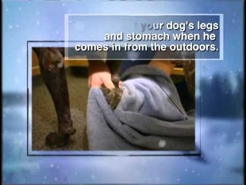 Winter Safety Pet Tips - YouTube