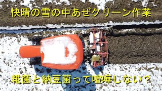 残雪がありますがあぜクリーン作業に出動・糀菌をお米にまぶしています・2023