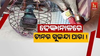 🔴 Live | ଢେଙ୍କାନାଳରେ ଚୀନର ଗୁଇନ୍ଦା ପାରା ! Chinese Pigeon Spotted In Dhenkanal |