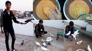 What Do Pigeons Eat || Pigeon Food