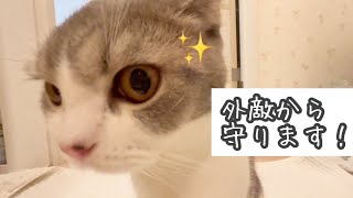 【Cat life】お風呂についてきて、見張りをしてくれる猫