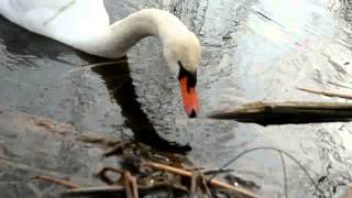 Mute-Swan Stalker (2013)