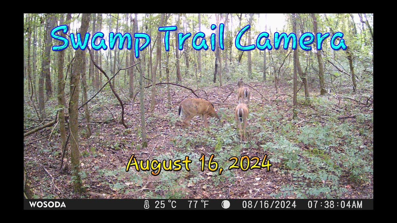Swamp Trail Camera August 20 2024 Youtube