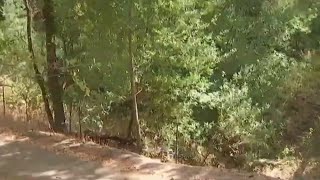 Virus kills rabbits at Berkeley's Tilden Park