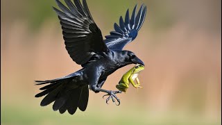 10 Bizarre Truths About Texas Crows in 4k: \