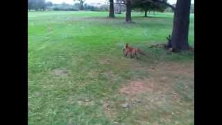 Fox catches Squirrel