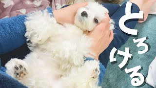 マッサージされてとろける犬がめちゃくちゃ可愛くて癒される【マルチーズ】