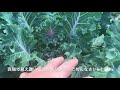 動画で家庭菜園　野菜の育て方マニュアル『すでに実っていました！ブロッコリー各種の定期報告です！』Ｈ29.12.27