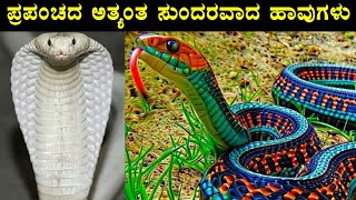 ಪ್ರಪಂಚದಲ್ಲೇ ನೀವು ನೋಡಲು ಸಾಧ್ಯವಿರುವ ಸುಂದರವಾದ ಹಾವುಗಳು.. | Most Beautiful Snakes In The World