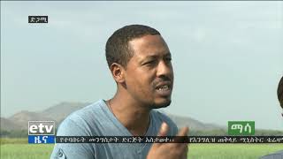 የመስኖ ስንዴ ልማት በአፋር ክልል | Irrigation wheat in Afar region. (@eniytube