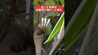 ハチが粘着板にガンを飛ばして来たから#スズメバチ  #蜂の巣 #ハチ