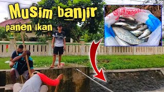 Banjir membawa berkah || Warga panen ikan banyak