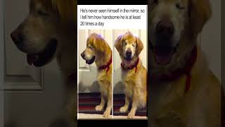 Funny Animals animales animales animais 动物 जानवरों 動物 животные hewan جانور 동물 Tiere loài vật حيوانات