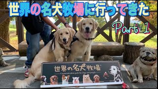 大型犬の兄弟が、世界の名犬牧場で大暴れPart 1《ゴールデンレトリバードム＆ジム》