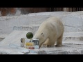 天王寺動物園のホッキョクグマ　イッちゃん（Шилка）　　初めての氷とスイカ