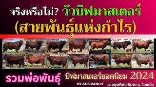 จริงหรือไม่? โคบีฟมาสเตอร์สายพันธุ์แห่งกำไร และรวมพ่อพันธุ์ Beefmaster2024