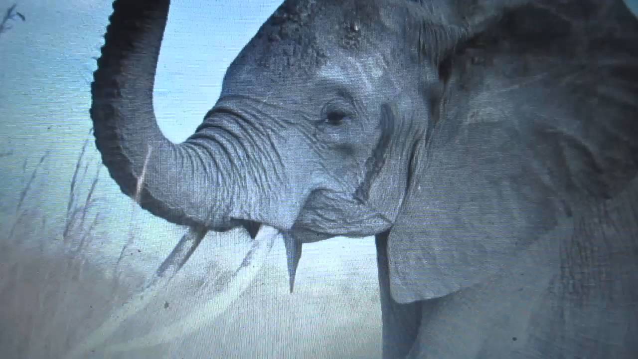 Elephant Joke Youtube