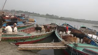 হযরতপুর পারাগ্রাম গরুর হাট | Paragram gorur haat | Bayezid morol