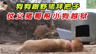 狗子和山上的野猪成了好朋友，猪哥还帮狗子成功越狱！