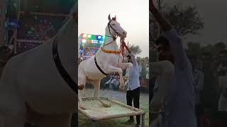 Horse dance chunni me beautiful 👌👌👌🏻👌👌👌👌👌 #dance #viral #horse #trending #chunnime