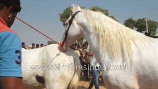 Stallion breeding: Prancing horse has a procreative rendezvous in Rajasthan: Viewer discretion