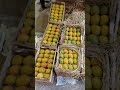 apmc market vashi mango wholesale market trending apmc vashi market mango travelvlog