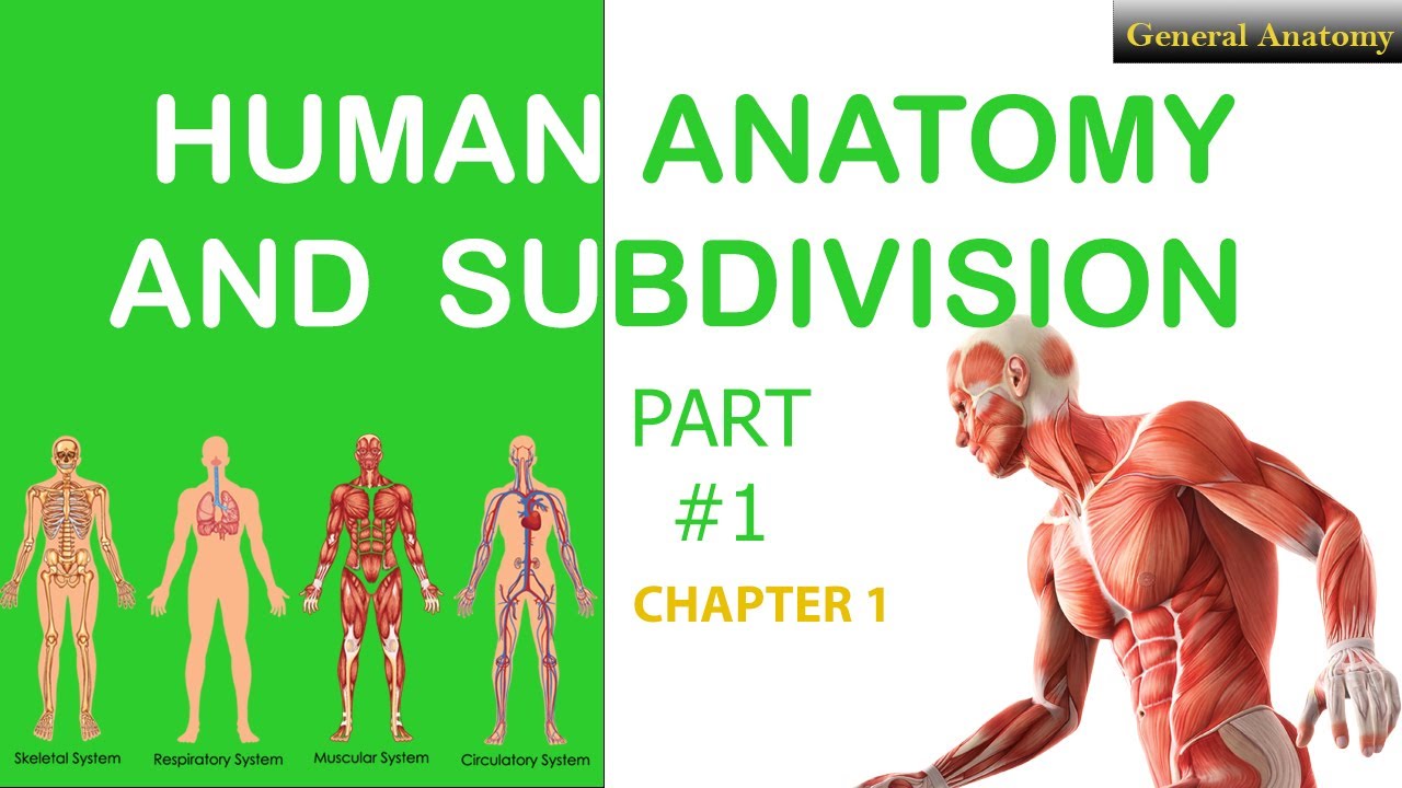 INTRODUCTION TO HUMAN ANATOMY AND SUBDIVISIONS || GENERAL ANATOMY ...