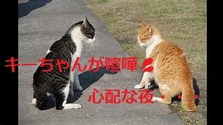 風の強い夜💦猫の喧嘩が心配です💦