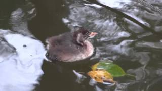 カイツブリのヒナ~孵化36日目