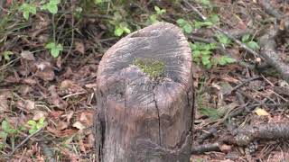 TONY PINO VLOG (1078) Zwijnen Schuurplekken in het Bos