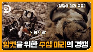 짝짓기를 위해 하나의 암컷에게 달려드는 수십 마리의 수컷 벌 EP.03 [와일드 라탐]