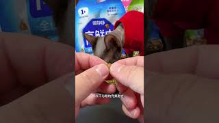 这变成熊胖帅了 抖音萌宠 吃货猫 猫粮推荐 喵铮铮高鲜肉烘焙粮 猫咪的迷惑行为