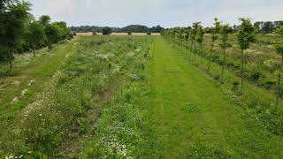 Blumenwiese mit der Mavic Air2