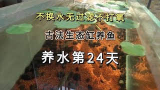 无设备养鱼古法生态缸开缸养水第24天