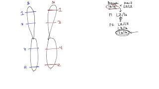 Gene Mapping - Brocade and Merit example