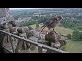 young peregrine leaves the nest for the first time june 2020