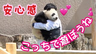 お母さんはどこ？ お掃除中🐼 走っていって、飼育員さんに優しく抱っこされる🐼 可愛♥ #彩浜 #アドベンチャーワールド