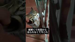 朝寒くて布団から出られなくて今これ #cat #funny #meme #猫 #ねこ #ネコ