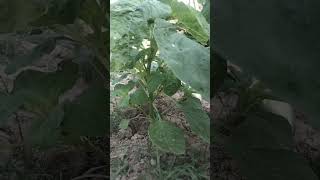 ដំណាំដាំសម្រាប់គ្រួសារ #agriculturefarming  #duet #garden