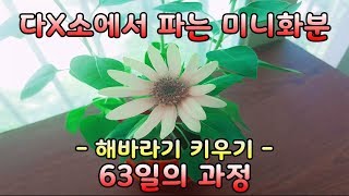 다이소 미니화분 - 취미 생활, 예쁜 꽃 쉽게 키우기 - 해바라기 키우기 -