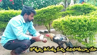 వైరస్ వచ్చి కోళ్ళన్ని చనిపోయాయి || కాని ఒక్క పుంజు మాత్రం...!