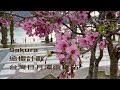 ［sakura 追櫻計劃］台灣「日月潭」纜車站的櫻花，sun moon lake nantou taiwan 。大蔚阿昌（david liao ［南投生活輕旅行］