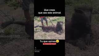 Videos de Terror #cat #breakman #viral #parati