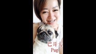 狗狗特辑 EP 3 巴哥犬 Pug | 哈巴狗 | 【懒惰易胖】| 【像孩子一样的狗狗】 | 【智商排名第57位的狗狗】