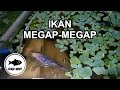 Ikan Megap-Megap Di Atas Permukaan Air. Kenapa Ya? | IKAN IMUT