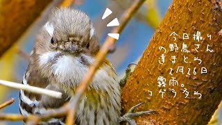 0226【コゲラが霧雨の中かわいい】鶴見川水系恩田川でコンデジ野鳥撮影　#コゲラ　#野鳥　#身近な生き物語