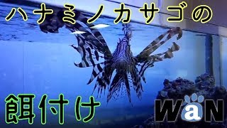 海水魚/水槽の肉食魚/ハナミノカサゴの餌付け/動物・学校・新潟・長野