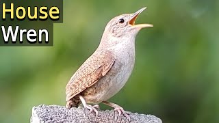 House Wren song