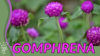 We Need to Talk About GOMPHRENA \