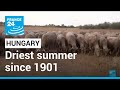 Europe heatwave: Hungary reports its driest summer since 1901 • FRANCE 24 English